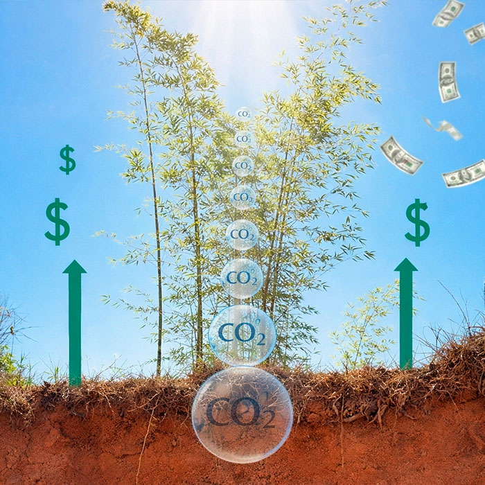 Bambu e Créditos de Carbono